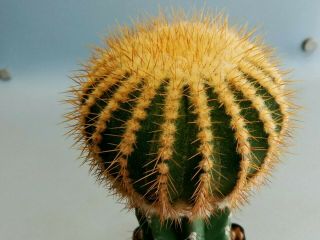 Uebelmannia Pectinifera Horrida,  Rare Cacti 仙人掌 Cactus 선인장 サボテン,  Arocarpus
