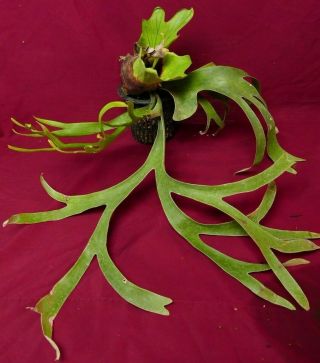 Platycerium Coronarium Thin Form Staghorn Fern Plant Rare