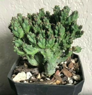 Euphorbia Enopla 