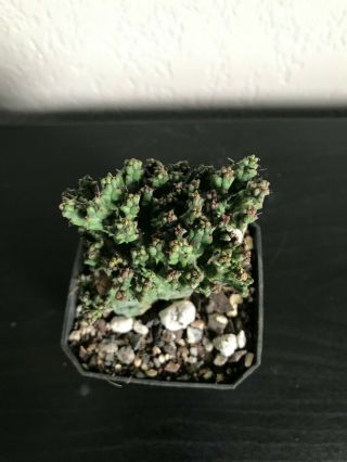 Euphorbia enopla ' Coral ' rare succulent plant not cactus 5