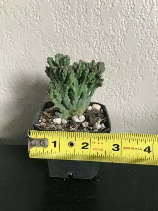 Euphorbia enopla ' Coral ' rare succulent plant not cactus 6