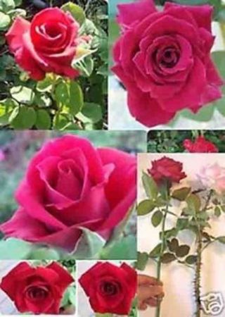 3 Cuttings Rare - Long Stem Red Rose (thornless Rose) Grow From Cuttings