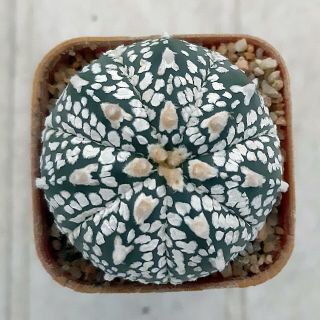 Astrophytum Kabuto Kaktus Cactus Succulent カクタス Plants 仙人掌 Rare : 4.  5 Cm.