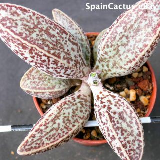 Adromischus Marianiae " South Clanwilliam " Lav 28229a Rare Succulent Plant 23/6