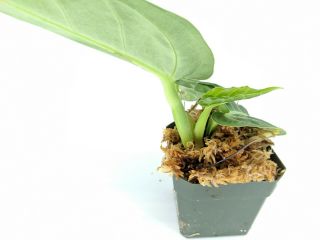 Anthurium villenarum Rare Velvet Aroid Terrarium Plant rooted houseplant 3