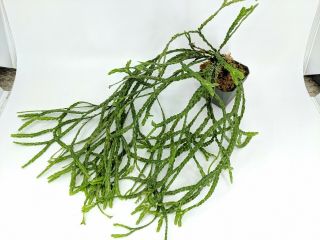 Huperzia Nummulariifolia Rare Hairy Aroid Fern Epiphyte Plant Large Houseplant