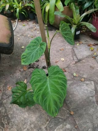Rare Philodendron Plants Philodendron Verrucosum