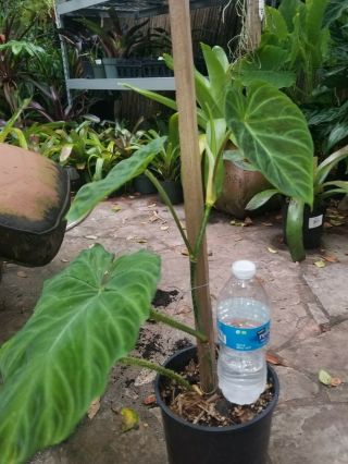 Rare philodendron plants Philodendron Verrucosum 2