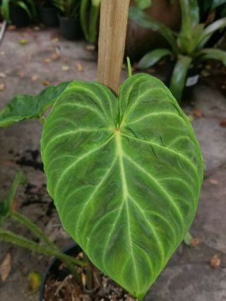 Rare philodendron plants Philodendron Verrucosum 4