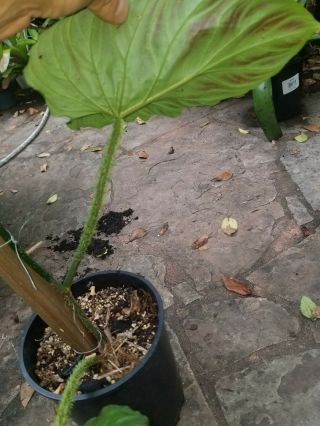 Rare philodendron plants Philodendron Verrucosum 5