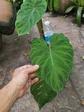 Rare philodendron plants Philodendron Verrucosum 7
