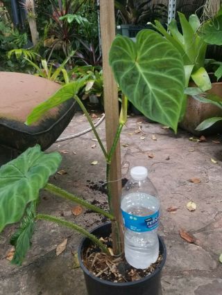 Rare philodendron plants Philodendron Verrucosum 8