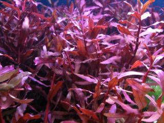10 Live Aquarium Aquatic Plants - Red Nesaea - Rare Tropical Fish Tank