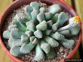 Titanopsis luederitzii 10 seeds Rare Cactus Succulent Garden Plant Gift Flower 2