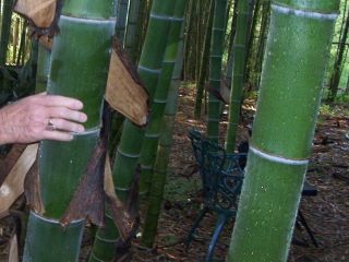 500 Fresh Moso_bamboo_seeds Phyllostachys Pubescens Giant Bamboo Rare