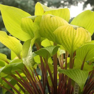 Designer Genes Rare Hosta Perennial Flowering Plant