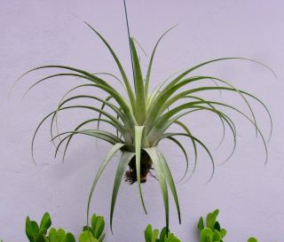 Tillandsia Utriculata - Huge 32 " X 22 " Plant - Rarely Avail.  Airplant Bromeliad