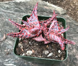 A,  Big Aloe Cultivar Oik,  1 Offset (pup) Rare Pink Succulent Textured Aloe