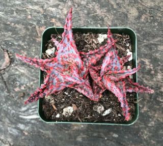 A,  BIG Aloe Cultivar OIK,  1 Offset (pup) RARE Pink Succulent Textured Aloe 2