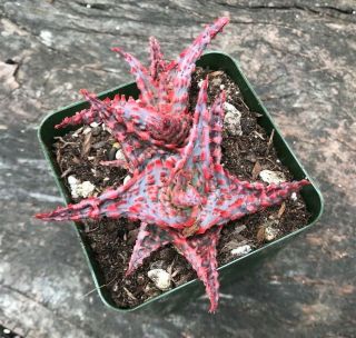 A,  BIG Aloe Cultivar OIK,  1 Offset (pup) RARE Pink Succulent Textured Aloe 3