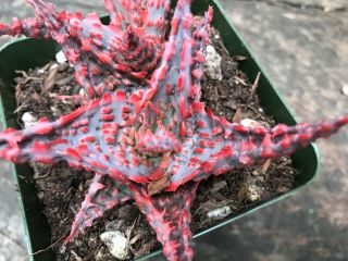 A,  BIG Aloe Cultivar OIK,  1 Offset (pup) RARE Pink Succulent Textured Aloe 4