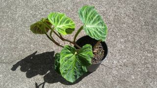Rare philodendron verrucosum plant.  Collector Rare offer 2 plants 2