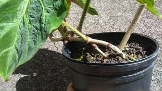 Rare philodendron verrucosum plant.  Collector Rare offer 2 plants 3