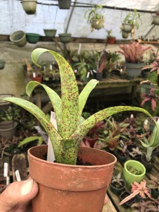 Bromeliad Vriesea Nova Rare Hybrid Tropical Plant 083