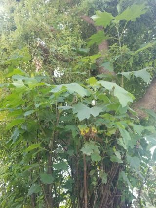 Polymnia Maculata Yakon Kin Bamboo.  V.  Rare Daisy Tree.  Live Xl Bulb/tuber