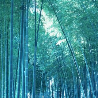 300pcs Blue Bamboo_seeds Decorative Diy Home Garden Planter Outdoor Rare Plants