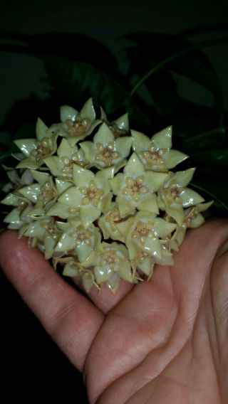 Hoya Gildingii.  First Time Offered In The Us Extremely Rare.  Ships In 2 " Pot.