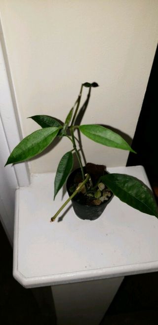 Hoya gildingii.  First time offered in the US Extremely rare.  ships in 2 