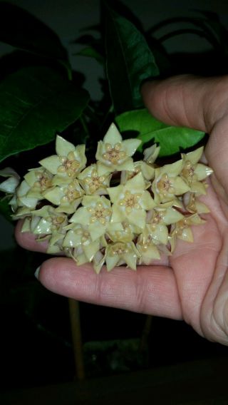 Hoya gildingii.  First time offered in the US Extremely rare.  ships in 2 