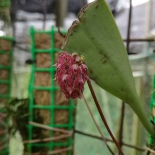 Bulbophyllum Repens Orchid Species Very Rare