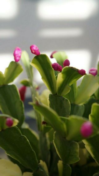 Rare Japanese Cultivar Schlumbergera Truncata Christmas Cactus Noris