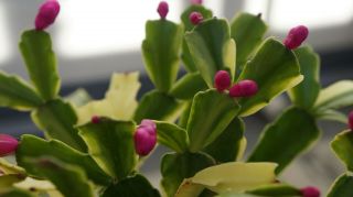 Rare Japanese Cultivar Schlumbergera Truncata Christmas Cactus Noris 5