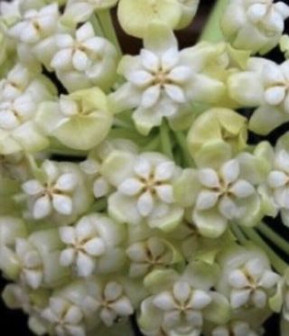 Hoya Pachyclada Iml 0521 Rare (3node Cutting) Us - Fragrant White Flowers Succul