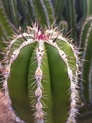 Escontria Chiotilla (5 - 50 Seeds) Rare Cactus Samen Semi Korn Graine 種子 씨앗