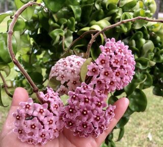 08 Hindu Indian Rope Hoya Exotic Succulents Liveplants And Very Rare