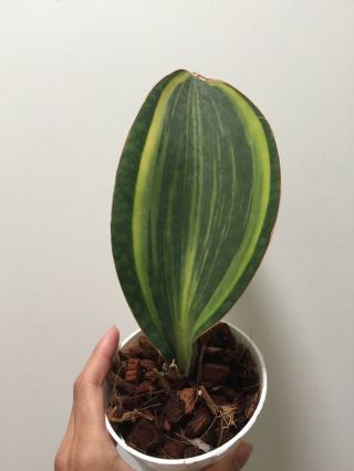 Variegated Whale Fin Snake Plant Rare Houseplant