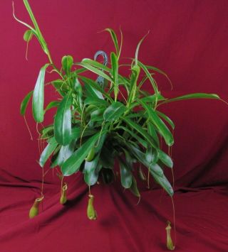 Nepenthes Alata Plant 6 " Pot Rare Lowland Carnivorous Pitcher Plant