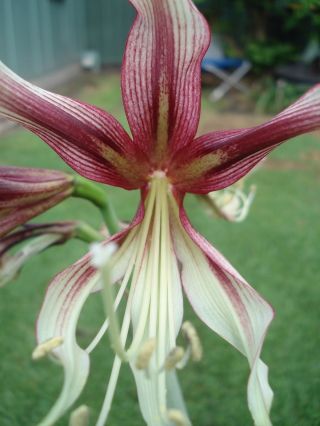 Rare & Exotic Hippeastrum/ Cybister " Chico " 18mth Old Offset Bulb Gorgeous