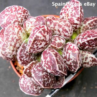 Adromischus Marianiae Cv.  Bryan Makin 2/3 King Size Rare Succulent Plant 21/7