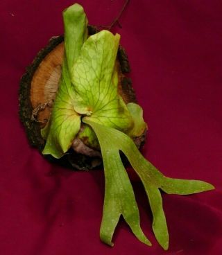 Platycerium Grande Staghorn Fern Plant Rare