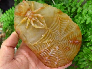 Best 620g Natural Rare Red Agate Crystal Pretty Carved Spider Webs Healing Jj32