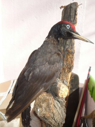 Rare Black Woodpecker Bird Taxidermy