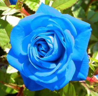 Rare Light Blue Rose Flower Seeds Garden Plant,  (buy 1 Get 1 15 Off)