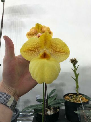 Paphiopedilum Fumis Delight `select Japan Breeding - Near Bs Orchids / Rare