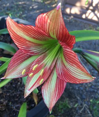 Papillio X Species Hippeastrum 12 Mth Old Offset Rare Offer For The Collector
