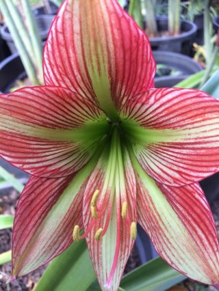 Papillio X Species Hippeastrum 12 Mth Old Offset Rare Offer For The Collector 2